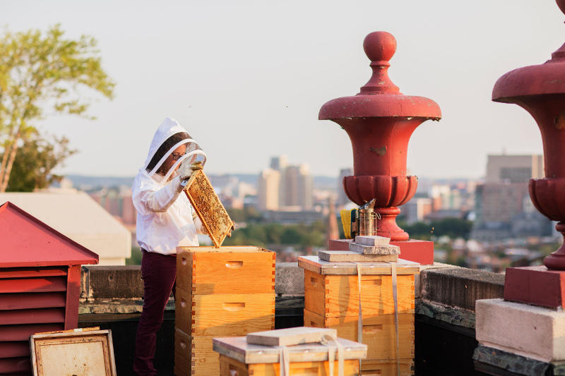 Beekeepers Benefit From The Hive Mind In Community Apiaries : The