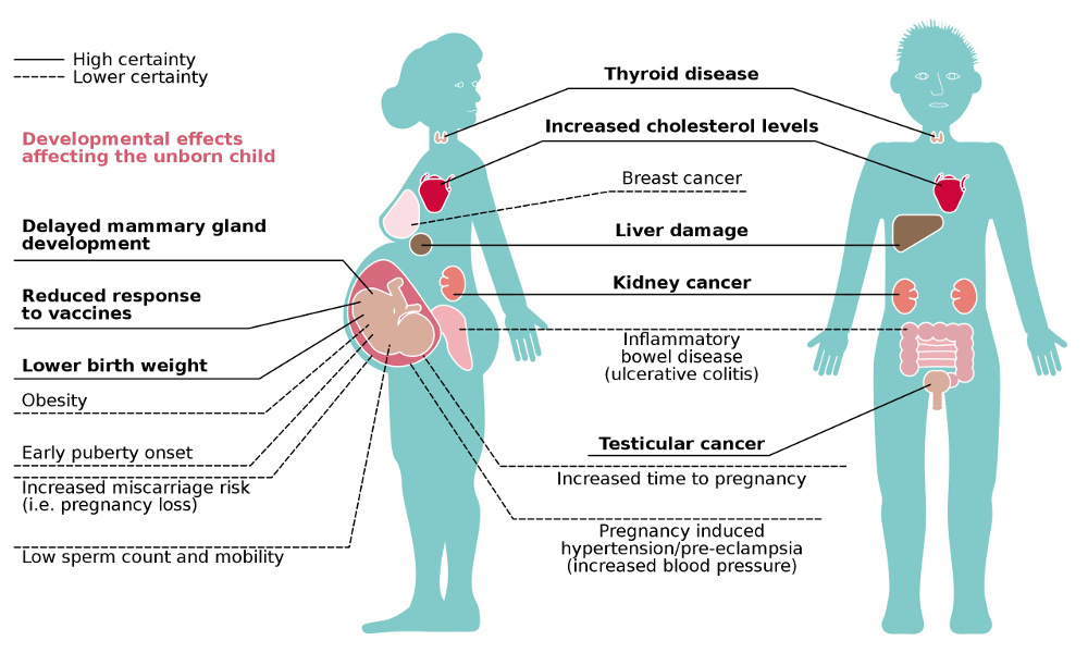 Understanding “Forever Chemicals” and Their Risks