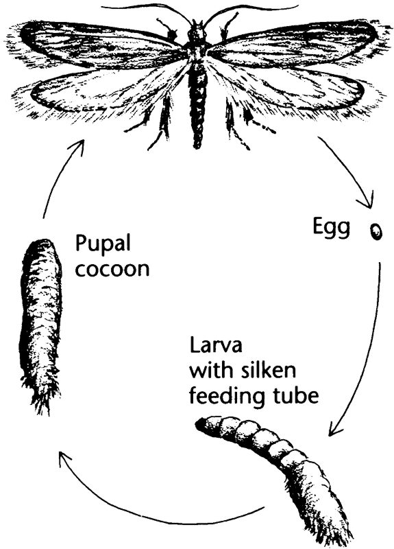 Audubon House Provides Good Moth Habitat BuildingGreen