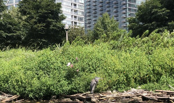 Great blue heron along the Chicago River