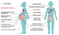 Drawing of one male and one female with lines pointing to organs and impacts of PFAS exposure.