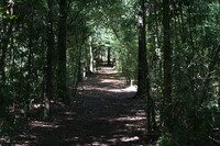 a dark, shaded woodland path flanked by trees.