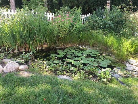 A pond in the backyard of Drew Lathin.