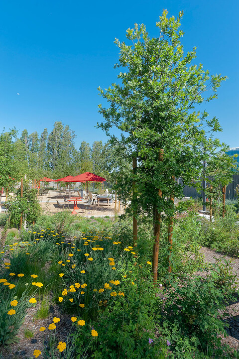 Google campus with native plantings