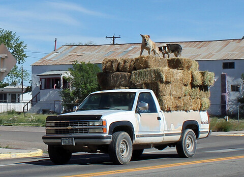 A white pickup loaded hay bales, with two dogs standing on top of them.