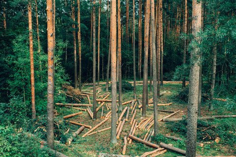  A forest where some pines have been logged and some retained. 