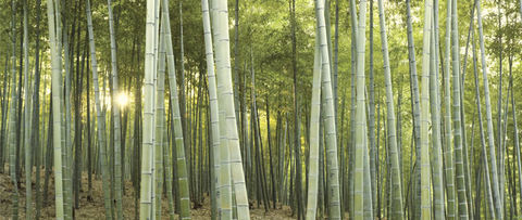 Bamboo In Construction Is The Grass Always Greener Buildinggreen