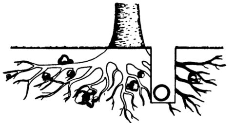 Protecting the Trees and Immediate Environment During Sitework ...