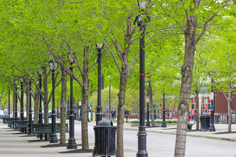 An urban sidewalk with young trees planted.