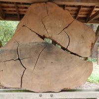 Henry  Mak's picture