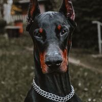 John Reesnk's picture