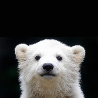 Balázs Fürtön's picture