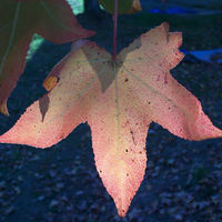 Ivy Glasgow's picture