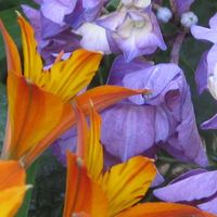 Tyra Sorensen's picture